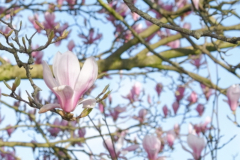 2020-03-17 magnoliabloem met veel bloemen Crop  handtekening  Resized DSCF5419