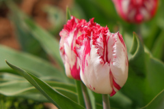 2022-04-11-rood-witte-tulp-uitsnede-met-handtekening-DSCF7258