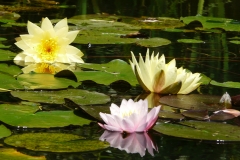 Lotusbloemen-met-watermerk-image_5