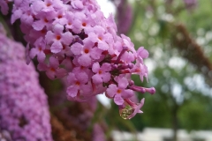 druppel-Vlinderstruik20150730_202818