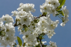 kersenbloesemP1200845